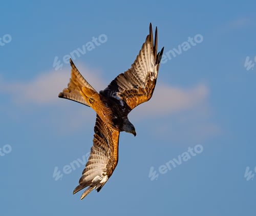 Preview: Majestic bird of prey in flight against a clear blue sky