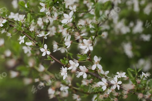 Preview: Branches of blossoming cherry tree with soft focus. Beautiful floral image of spring nature