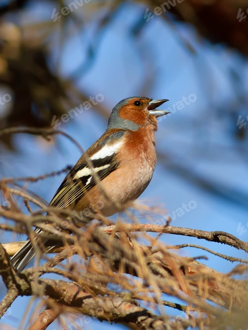 Preview: Common chaffinch, Fringilla coelebs. Morning in the forest. A male bird sits on a branch and sings