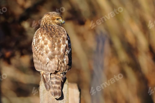 Preview: Majestic hawk is perched atop a wooden fence post