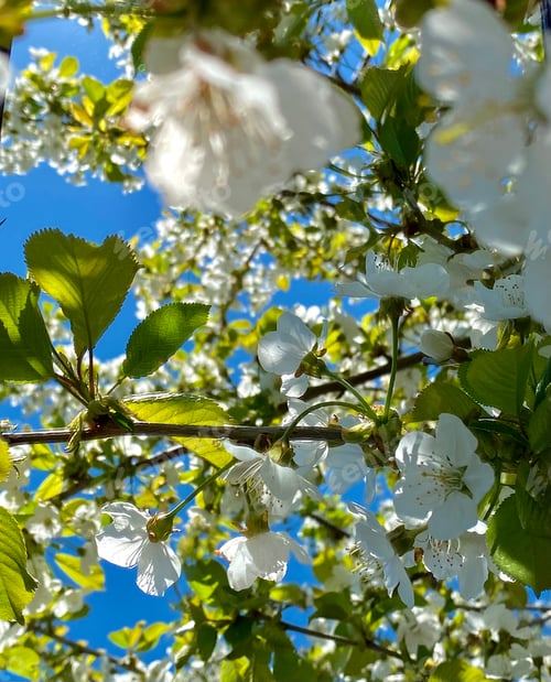 Preview: Springtime