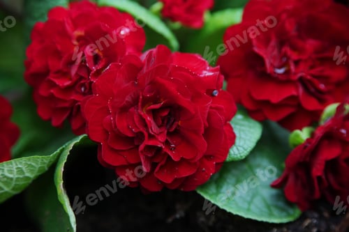 Preview: Close-up of vibrant red flowers in a basket with green leaves