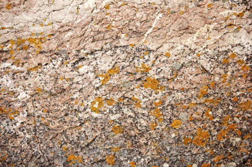 Preview: algae on the rock close-up