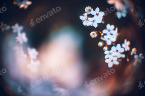 Preview: Closeup shot of a beautiful blossomed cherry tree was a beautiful spring, flowery background