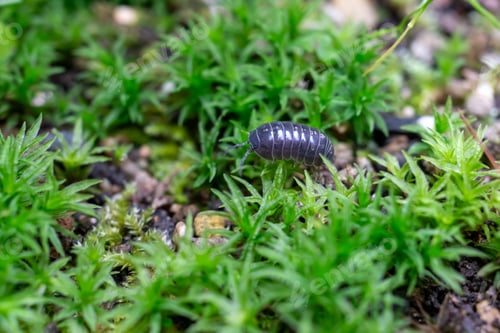 Preview: Pill Bug walking on moss