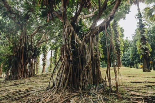 Preview: beautiful huge green trees with lianas in Kuala Lumpur