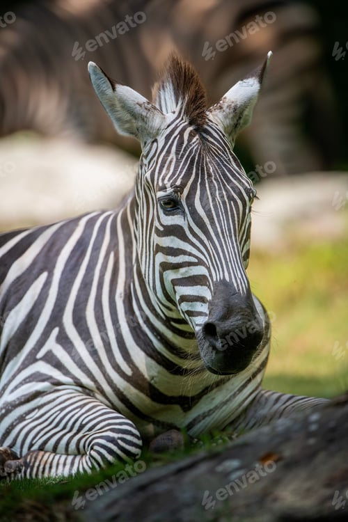 Preview: Close-up of a zebra lying on the grass in a natural setting.