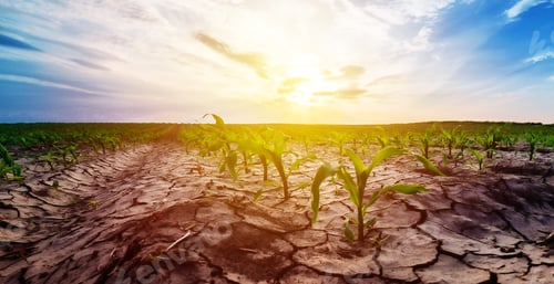 Preview: Drought in corn field