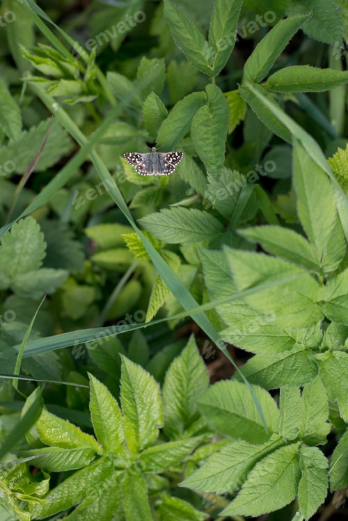 Preview: Little butterfly on green foliage goutweed ordinary, background