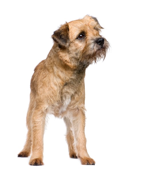 Preview: Border terrier