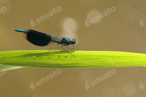 Preview: Calopteryx splendens on nature background