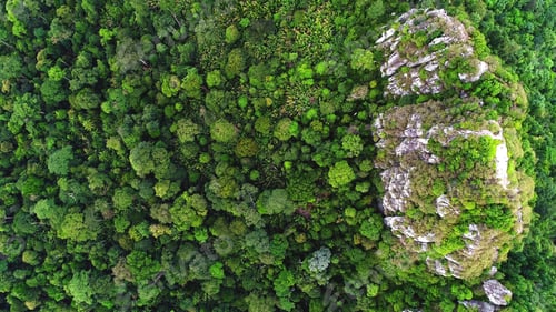 Preview: Beautiful green and yellow color of rain forest.