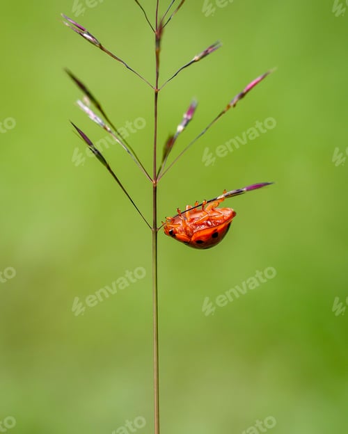 Preview: lady bugs