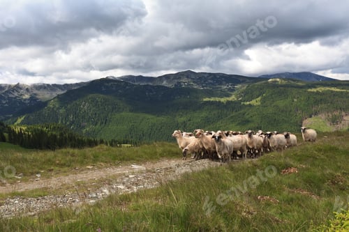 Preview: flock of sheep