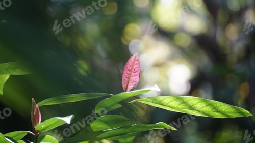 Preview: Tree leaves and blurred background in rainforest