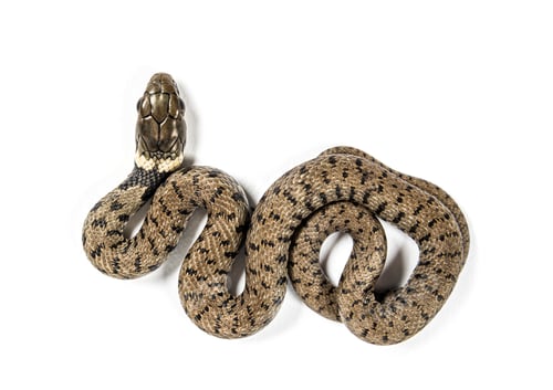 Preview: Grass snake, Natrix natrix, Isolated on white