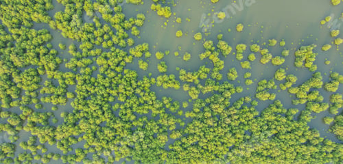 Preview: Lush green trees in tropical forest. Nature landscape background.