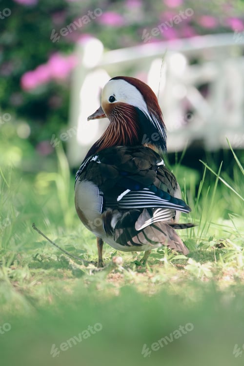Preview: Colorful mandarin duck on grass with blurred background.