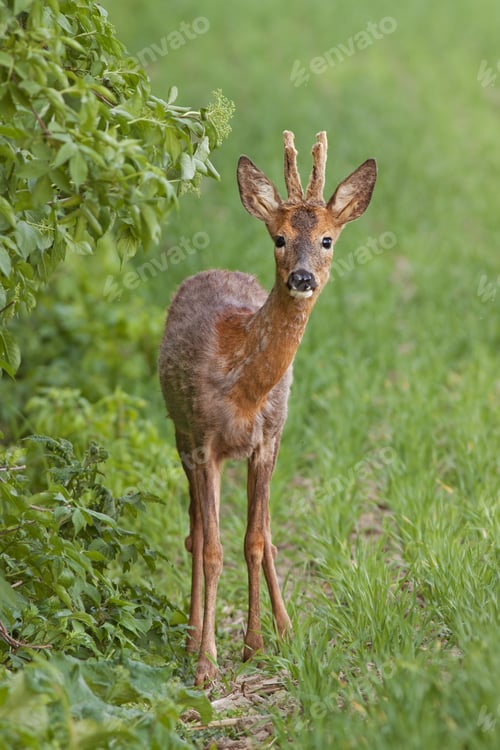 Preview: European roe buck