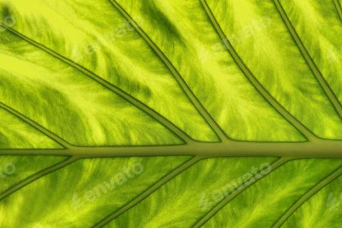 Preview: Tropical Plant Leaf Texture