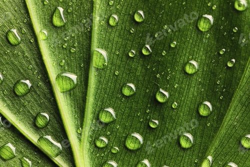 Preview: Water drops on leaf