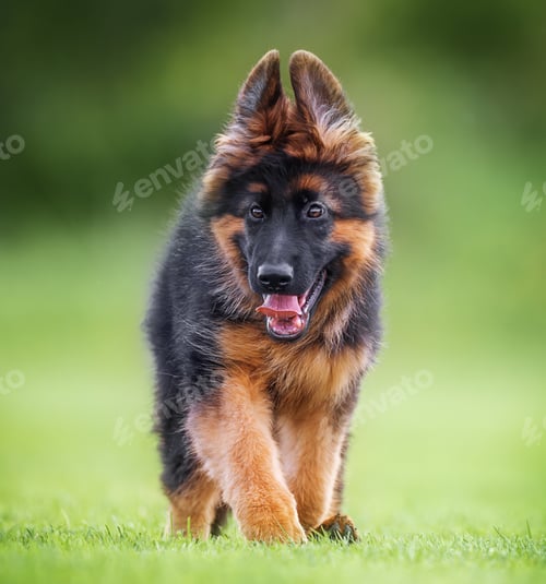Preview: Cute purebred German Shepherd puppy outdoors on spring grass, healthy and playful.