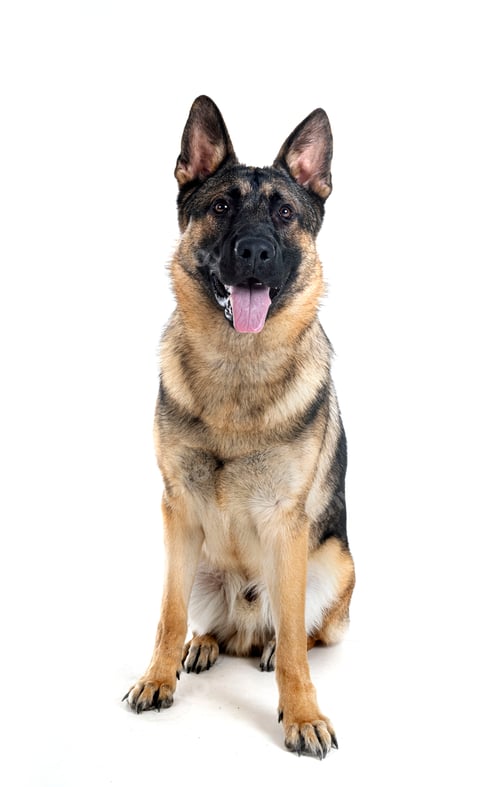 Preview: young german shepherd