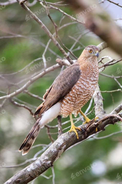 Preview: Cooper's hawk bird perched atop a tree branch in a natural outdoor setting.