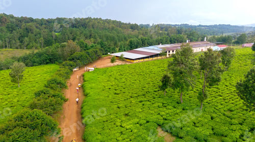 Preview: Scenic view of tea plantation and factory in Burundi, Rutana province