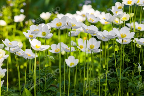 Preview: Snowdrop Anemone - Anemone sylvestris- in Spring season. Shallow focus