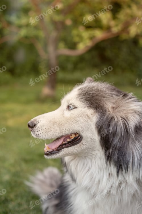 Preview: A beautiful Siberian Husky dog lies on a green lawn in the warm season. Close-up