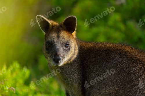 Preview: Brown wallaby standing amongst lush green foliage in its natural outdoor habitat
