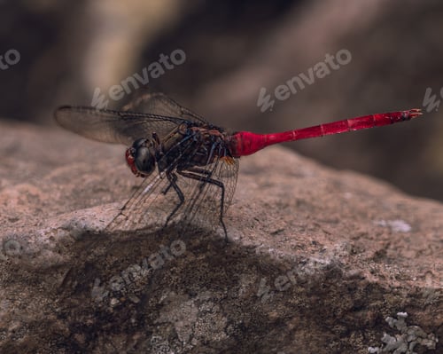 Preview: Close-up image of a dragonfly with a red and black body and a red tail