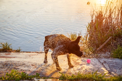 Preview: beautiful black labrador dog playing in a pond or lake in summer, a wet dog runs and splashes water
