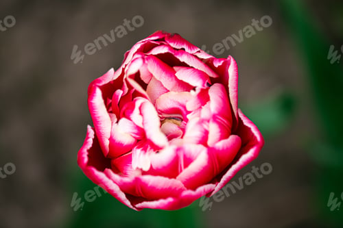 Preview: Pink Tulip flower in garden. Beautiful tulip flower on blurred green background