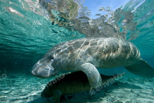Preview: Manatee and young