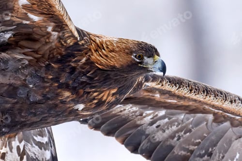 Preview: Golden eagle (Aquila chrysaetos)