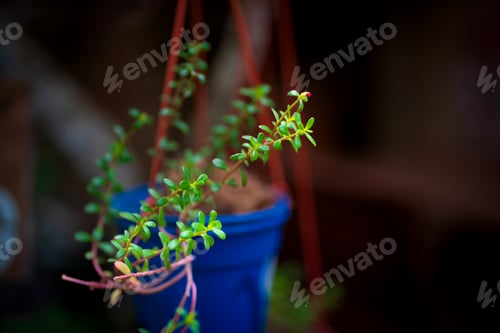 Preview: A vibrant green succulent, flourishing beautifully in a striking bright blue hanging pot outdoors.