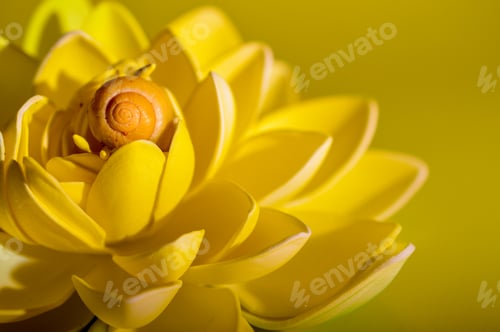 Preview: Snail on a yellow water lily flower