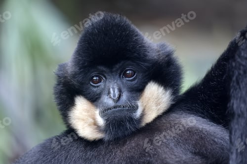 Preview: The yellow-cheeked gibbon (Nomascus gabriellae), also called the golden-cheeked gibbon
