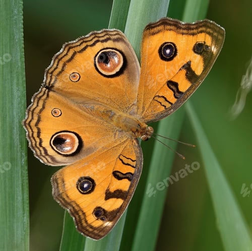 Preview: Closeup shot of Junonia almana, the peacock pansy butterfly.