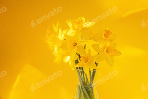 Preview: Daffodils flowers standing in a transparent vase against yellow wall