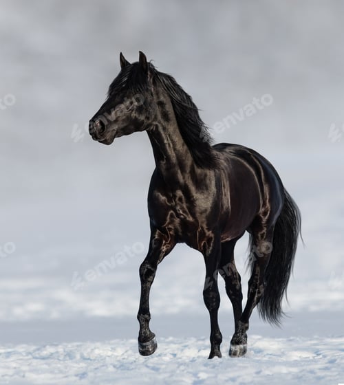 Preview: Black Andalusian horse trotting on snow meadow.