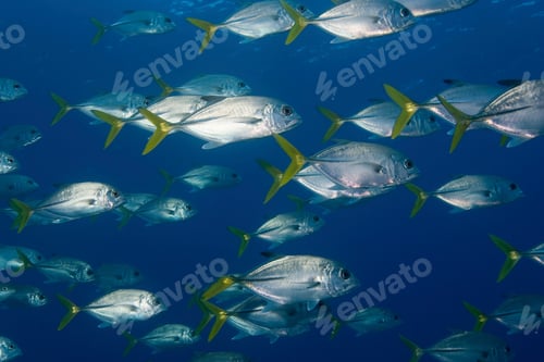 Preview: Close-up view of fish swimming in school