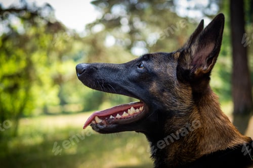 Preview: Portrait of a Belgian shepherd dog, on a walk in a green park.