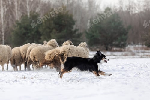 Preview: Australian Shepherd Dog herding a group of sheep. Dog breed's working ability. Working dog