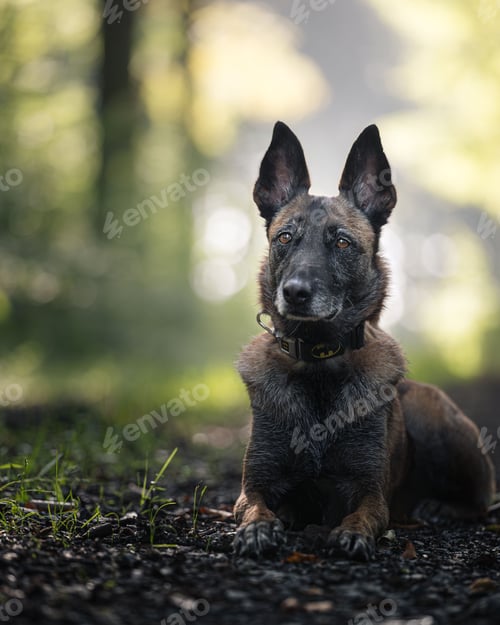 Preview: Belgian Malinois dog lying on a forest path.