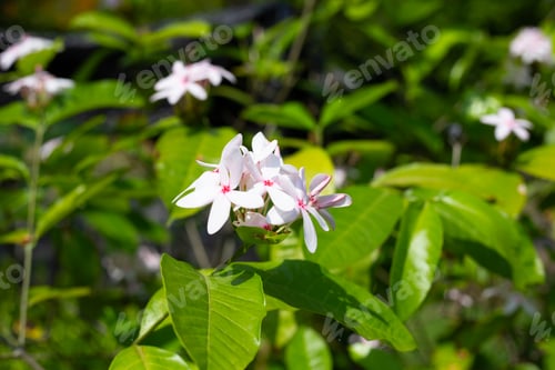 Preview: Kopsia fruticosa pink flower in the garden