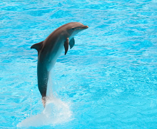 Preview: Dolphin