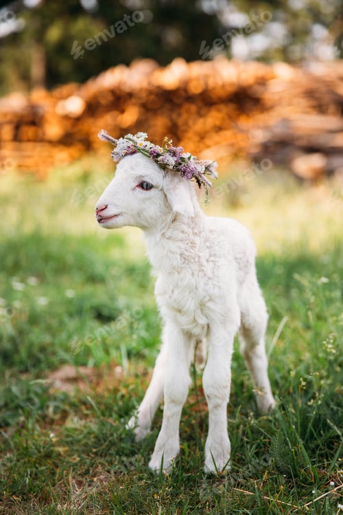 Preview: Baby lamb with flower crown